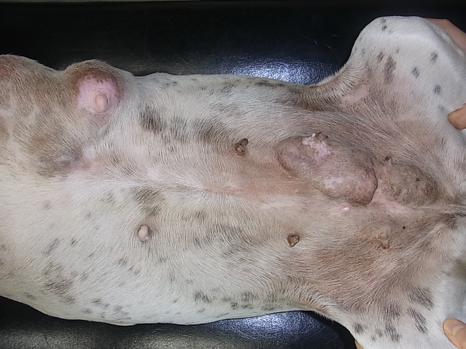 犬の乳腺腫瘍（乳癌、乳がん） | 削除用